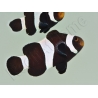 Amphiprion darwini full black Elevage France ACDP