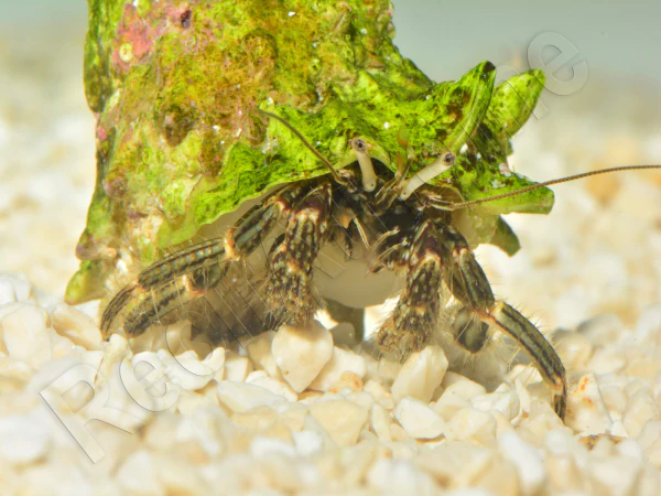Calcinus sp CEBU