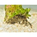 Calcinus sp CEBU