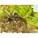 Calcinus sp CEBU
