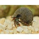 Clibanarius digueti
