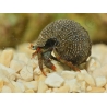 Clibanarius digueti