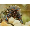 Clibanarius tricolor Bernard l'ermite pattes bleues