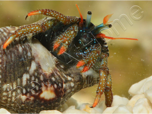 Clibanarius digueti
