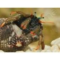 Clibanarius digueti