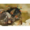 Clibanarius digueti