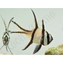Pterapogon Kauderni Elevage France MERS