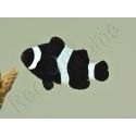 Amphiprion darwini full black M Elevage France
