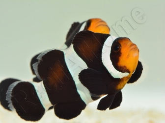 Amphiprion darwini M Elevage France  MERS 