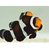 Amphiprion darwini M Elevage France  MERS 