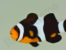 Amphiprion darwini M Elevage France  MERS 