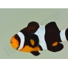 Amphiprion darwini M Elevage France  MERS 