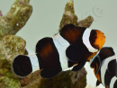 Amphiprion darwini M Elevage France  MERS 