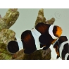 Amphiprion darwini M Elevage France  MERS 