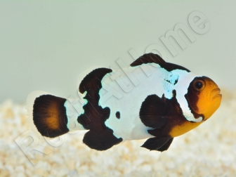Amphiprion frostbite M Elevage France  MERS 