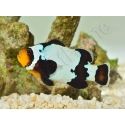Amphiprion frostbite M Elevage France  MERS 