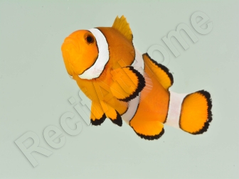 Amphiprion ocellaris L Elevage France  MERS 