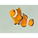 Amphiprion ocellaris Elevage France 4-6 cm