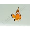 Amphiprion ocellaris Elevage France 4-6 cm