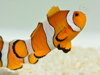 Amphiprion ocellaris Elevage France 4-6 cm