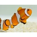 Amphiprion ocellaris Elevage France 4-6 cm