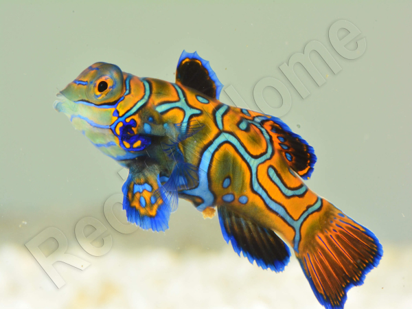 Femelle Synchiropus splendidus S ELEVAGE FRANCE MERS ou Biota