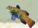 Femelle Synchiropus splendidus S ELEVAGE FRANCE MERS ou Biota