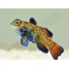 Femelle Synchiropus splendidus S ELEVAGE FRANCE MERS ou Biota