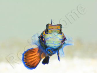 Femelle Synchiropus splendidus S ELEVAGE FRANCE MERS ou Biota