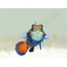 Femelle Synchiropus splendidus S ELEVAGE FRANCE MERS ou Biota