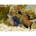 Femelle Synchiropus splendidus S ELEVAGE FRANCE MERS ou Biota