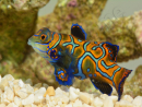 Femelle Synchiropus splendidus S ELEVAGE FRANCE MERS ou Biota