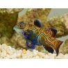 Femelle Synchiropus splendidus S ELEVAGE FRANCE MERS ou Biota