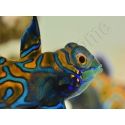 Mâle Synchiropus splendidus S ELEVAGE FRANCE MERS ou Biota