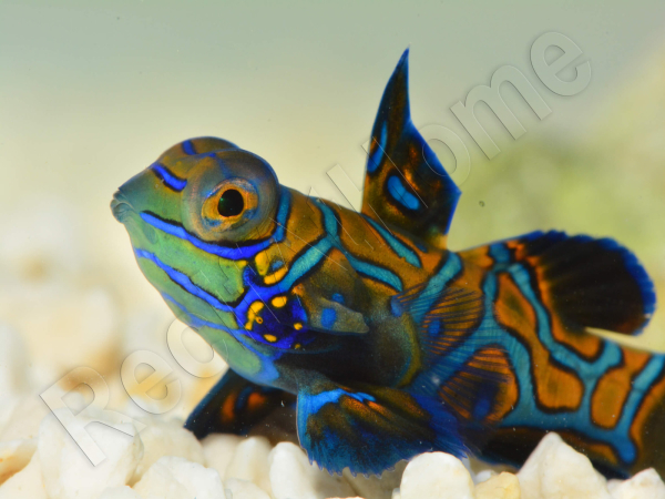 Synchiropus splendidus XS ELEVAGE FRANCE MERS ou Biota
