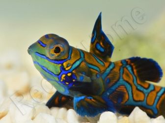 Synchiropus splendidus XS ELEVAGE FRANCE MERS ou Biota