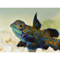 Synchiropus splendidus XS ELEVAGE FRANCE MERS ou Biota