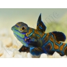 Synchiropus splendidus XS ELEVAGE FRANCE MERS ou Biota