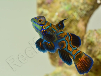 Synchiropus splendidus XS ELEVAGE FRANCE MERS ou Biota