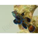 Synchiropus splendidus XS ELEVAGE FRANCE MERS ou Biota