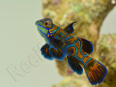 Synchiropus splendidus XS ELEVAGE FRANCE MERS ou Biota