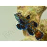 Synchiropus splendidus XS ELEVAGE FRANCE MERS ou Biota
