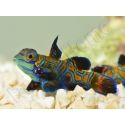 Synchiropus splendidus XS ELEVAGE FRANCE MERS ou Biota