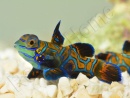 Synchiropus splendidus XS ELEVAGE FRANCE MERS ou Biota