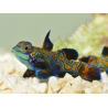 Synchiropus splendidus XS ELEVAGE FRANCE MERS ou Biota