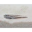 Amblygobius linki Elevage Biota