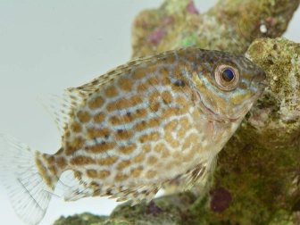 Siganus lineatus 5cm  Elevage biota