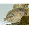 Siganus lineatus 5cm  Elevage biota