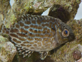 Siganus lineatus 5cm  Elevage biota