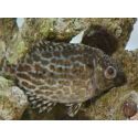 Siganus lineatus 5cm  Elevage biota